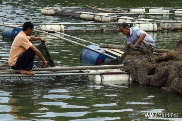 (养鱼发家致富)从小池塘到财富海洋：揭秘养鱼致富路的成功秘诀与经验分享